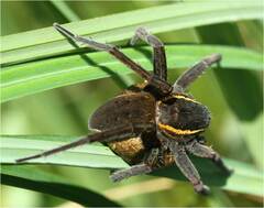 Dolomedes