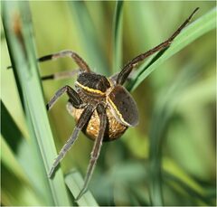 Dolomedes
