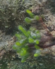 Dasycladus vermicularis