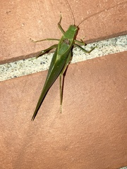 Orthoptera