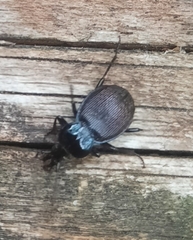 Sphaeroderus stenostomus