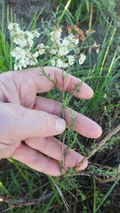 Polygonella americana