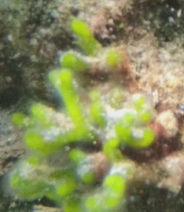 Dasycladus vermicularis