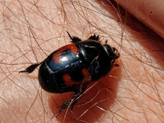 Hister quadrimaculatus