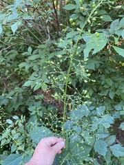 Scrophularia marilandica