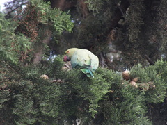 Psittacula krameri