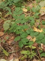 Astragalus glycyphyllos