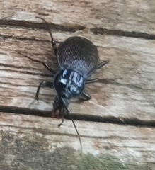 Sphaeroderus stenostomus