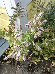 Mentha spicata