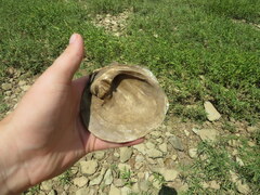Cyclonaias tuberculata