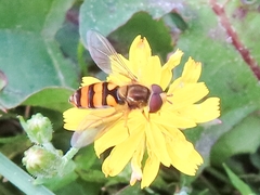 Eupeodes latifasciatus