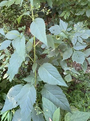 Scrophularia marilandica