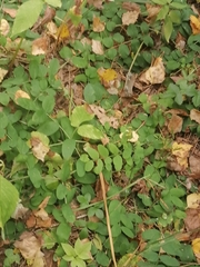 Astragalus glycyphyllos