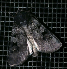 Euxoa tessellata