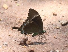 Papilio crino