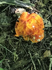 Hypomyces lactifluorum