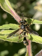 Physocephala marginata