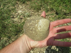Cyclonaias tuberculata