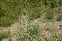 Chenopodium