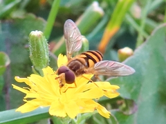 Eupeodes latifasciatus