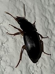 Pseudoophonus
