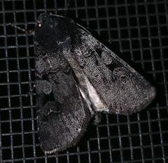 Euxoa tessellata