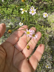 Coreopsis rosea