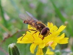 Eupeodes latifasciatus