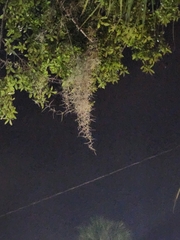 Tillandsia usneoides