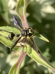 Physocephala marginata