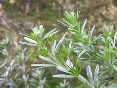 Genista linifolia