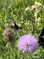 Bombus auricomus