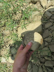 Cyclonaias tuberculata