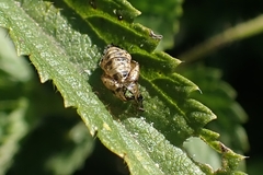 Adalia bipunctata