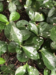 Erysiphe euonymicola