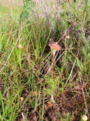 Cotula pruinosa