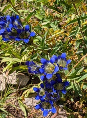 Gentiana parryi