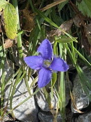 Gentianopsis ciliata
