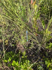 Enallagma doubledayi