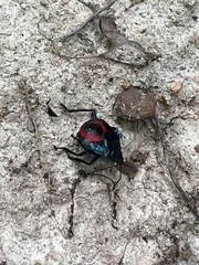 Euthyrhynchus floridanus