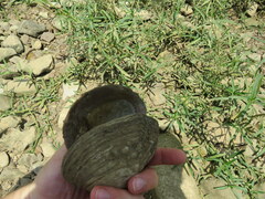 Cyclonaias tuberculata