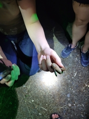 Carphophis amoenus amoenus