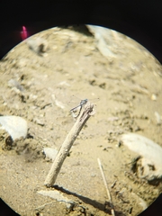 Orthetrum albistylum