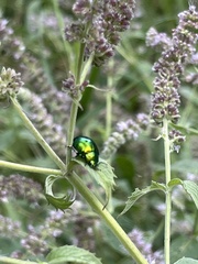 Chrysolina herbacea