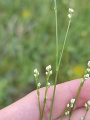 Asperula