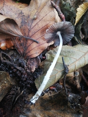 Coprinopsis