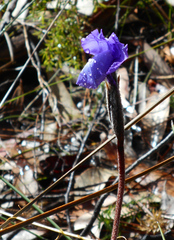 Patersonia