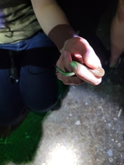 Carphophis amoenus amoenus