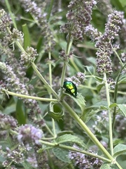 Chrysolina herbacea