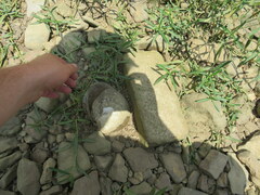 Cyclonaias tuberculata